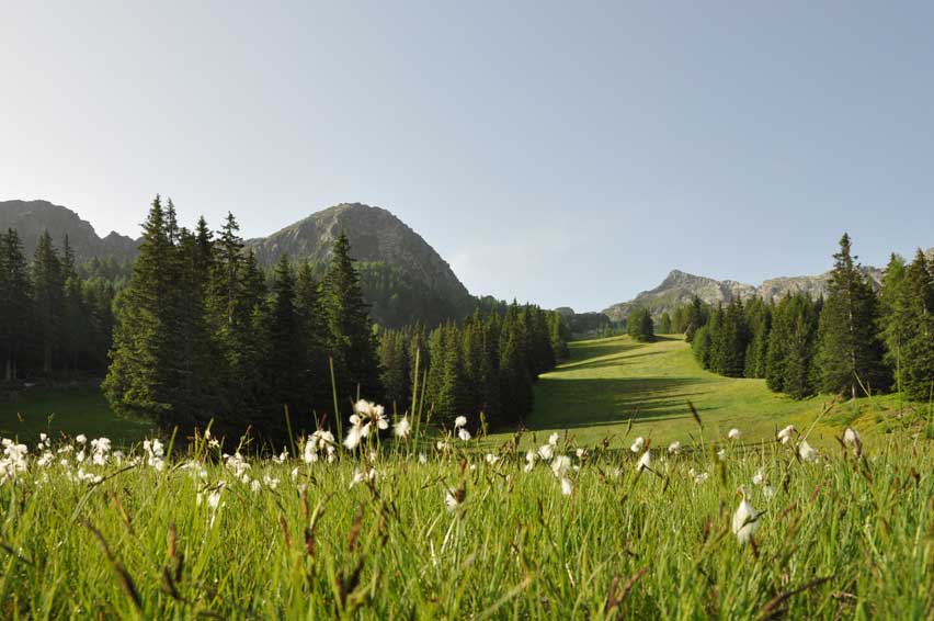foto aprica